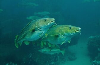 Report-Breaking Ocean Slaughter Sees Hundreds of thousands of Fish Killed in Hours