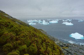Antarctica Is not Imagined to Be This Inexperienced