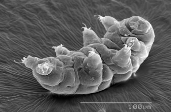 New Species of Tardigrade Shows Superhero-Like Therapeutic Skill
