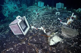 Scientists Uncover Animals Beneath the Ocean Ground, Providing Clues to Life Past Earth